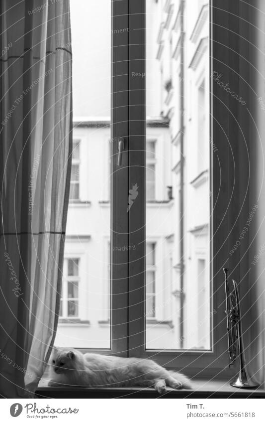 Katze mit Trompete am Fenster Kater s/w Schwarzweißfoto Tag Menschenleer Architektur b/w b&w Gebäude ruhig Berlin Stadt Altbau Altstadt Prenzlauer Berg