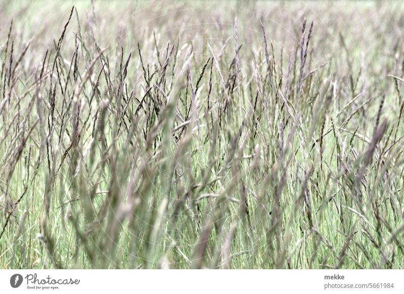 Gut versteckter Osterhase Gras Wiese Natur Halm grün Sommer Frühling Feld Stengel Wachstum Blühend Grashalm dicht Ähren Busch hoch Wildpflanze wild Weide