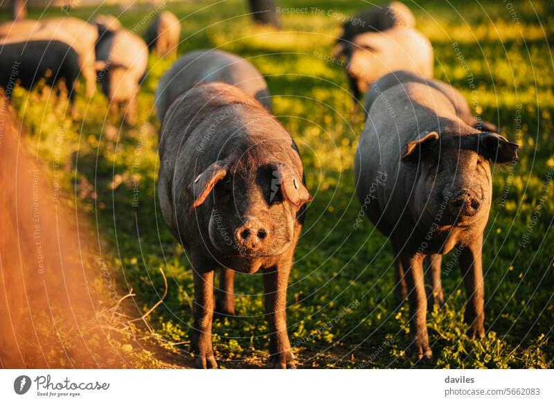 Spanische Ibererschweine beim Weiden auf einer grünen Wiese bei Sonnenuntergang in Los Pedroches, Spanien Eicheln acorn-feed Andalusia badajoz schwarz Cordoba