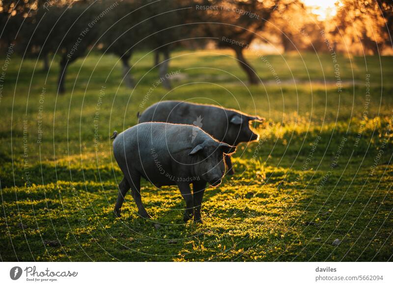 Spanisches Iberisches Schwein beim Weiden auf einer grünen Wiese bei Sonnenuntergang in Los Pedroches, Spanien schweineähnlich Tier welfair Eicheln acorn-feed