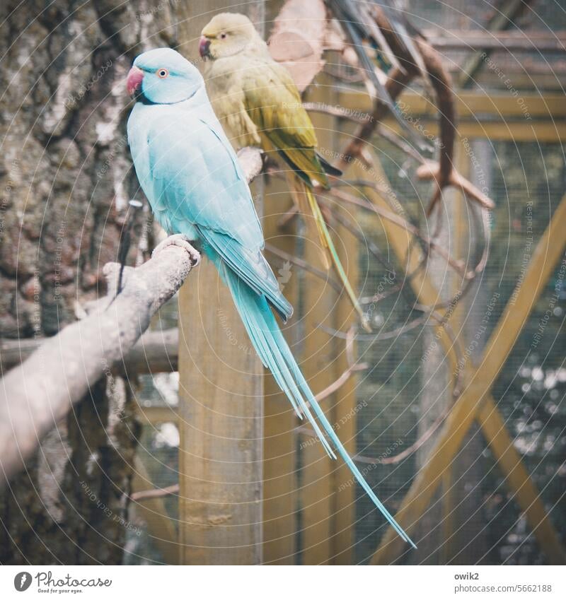 Abschätzender Blick Papagei Vogel 2 Ara Papageienvogel exotisch Sittich Tierpaar Treue Paar zusammengehörig Tierporträt Partnerschaft Zufriedenheit Sympathie