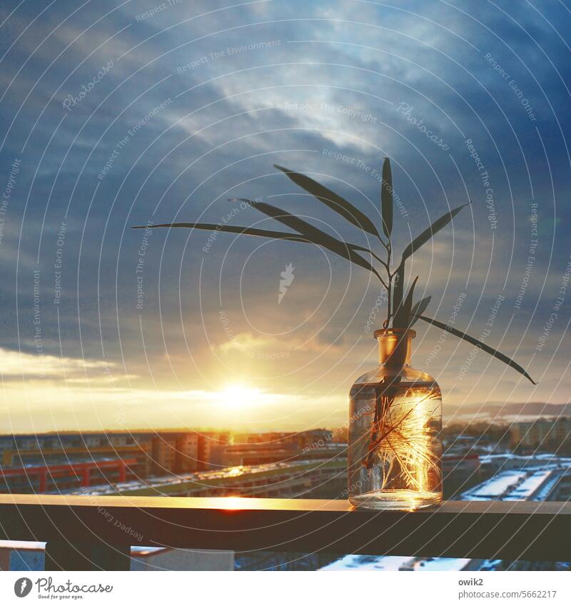 Wurzelbehandlung Sonnenbad Glas Pflanze stehen Balkonbrüstung Zimmerpflanze Senker Zweig klein Sonnenlicht Horizont Schwache Tiefenschärfe leuchten strahlen