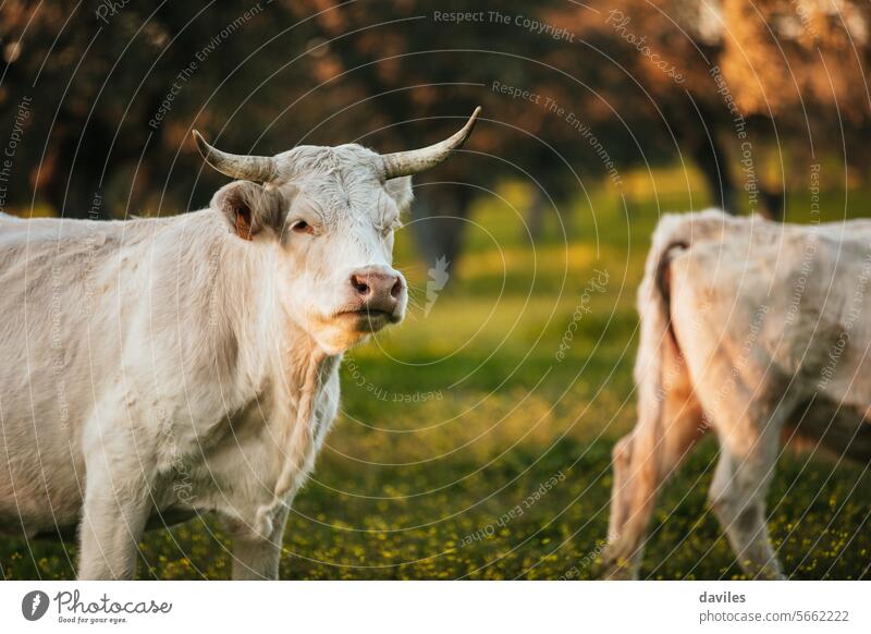 Weiße Kühe, die auf einer grünen Wiese in Spanien frei weiden. Agribusiness Andalusia Tier Rindfleisch Biografie bovin Cordoba Landschaft Kuh dehesa ökologisch