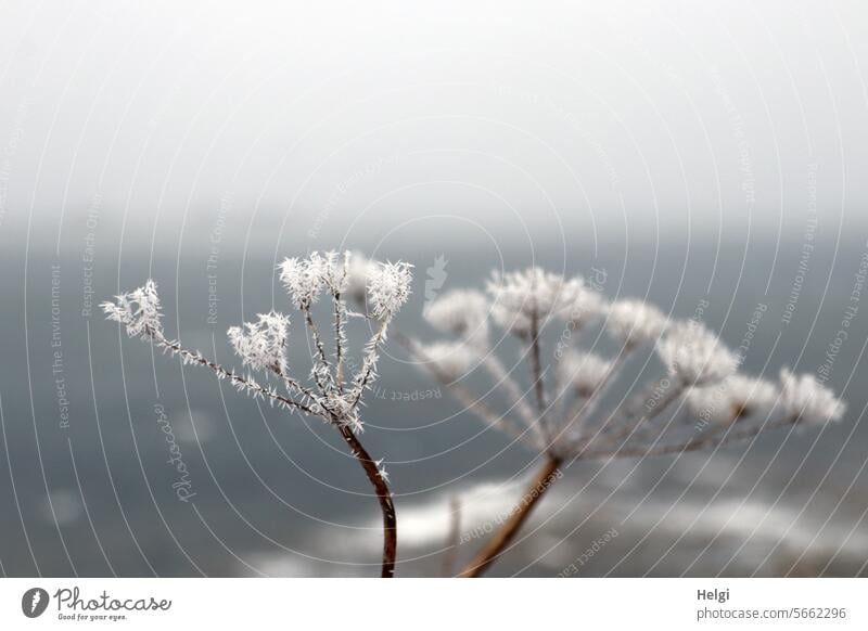 Raureif Blütendolde Vertrocknet Winter Kälte Eiskristalle Nebel Winterstimmung Nahaufnahme gefroren Frost kalt frostig frieren Wintertag Jahreszeiten