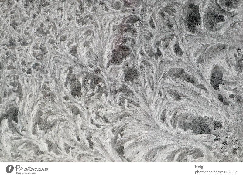 kreative Eisblumen Kälte Frost Winter Eiskristalle Fensterscheibe kalt gefroren Kristallstrukturen frieren frostig Winterstimmung winterlich weiß Wintertag