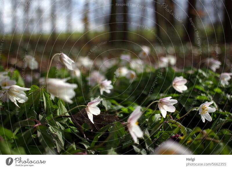 Frühling kann kommen ... Frühblüher Buschwindröschen Hahnenfußgewächs Wald Waldboden blühen wachsen Licht Schatten Sonnenlicht Blüte Blatt Natur Landschaft
