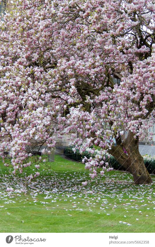 Frühlingsblütenpracht Magnolie Magnolienbaum alt groß blühen Blüten Blütenpracht Wiese Blütenblätter Natur rosa Magnolienblüte Baum Blühend Frühlingsgefühle