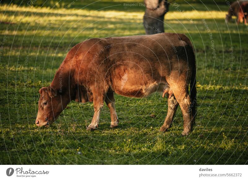 Braune Kuh auf der Weide inmitten einer schönen Wiese in der spanischen Dehesa Agribusiness Andalusia Tier Rindfleisch Biografie bovin braun Cordoba Landschaft