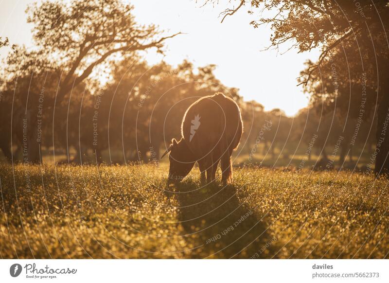 Braune Kuh auf der Weide inmitten einer schönen Wiese in der spanischen Dehesa, bei Sonnenuntergang Agribusiness Andalusia Tier Rindfleisch Biografie bovin