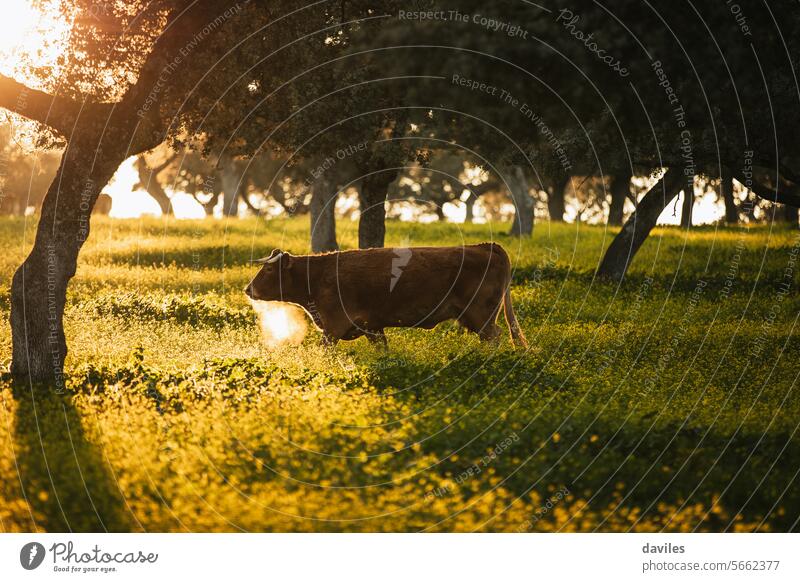 Braune Kuh auf der Weide inmitten einer schönen Wiese in der spanischen Dehesa Agribusiness Andalusia Tier Rindfleisch Biografie bovin braun Cordoba Landschaft