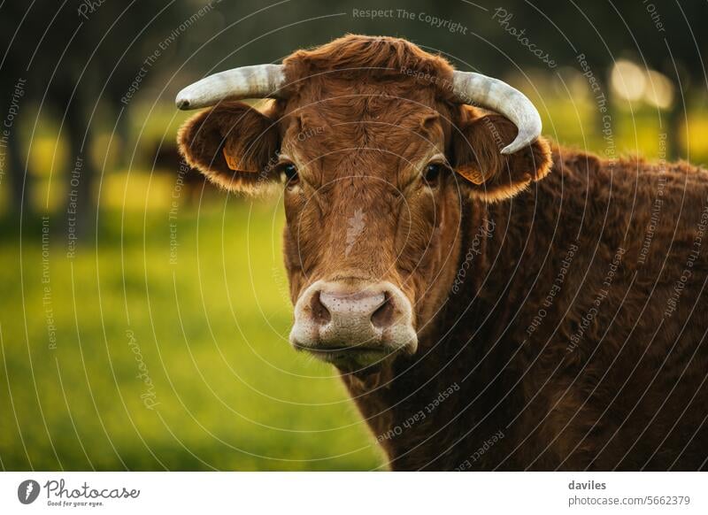 Braune Kuh beim Weiden auf einer grünen Wiese in der spanischen Dehesa Agribusiness Andalusia Tier Rindfleisch Biografie bovin braun Cordoba Landschaft dehesa