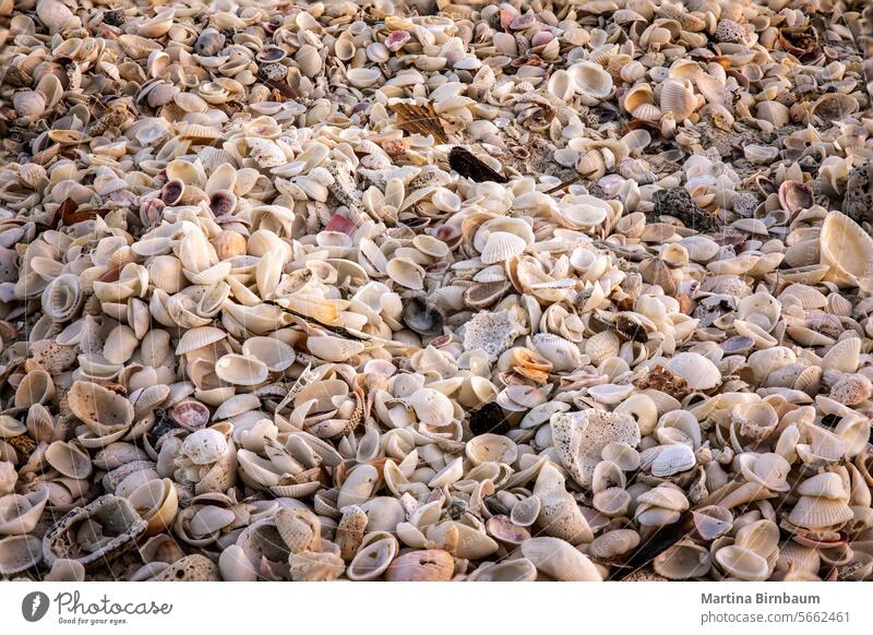 Vollbildaufnahme von verschiedenen Muschelarten an einem Strand in Florida Muscheln voller Rahmen Muster Textur reisen Panzer Sand Natur Sommer Detailaufnahme