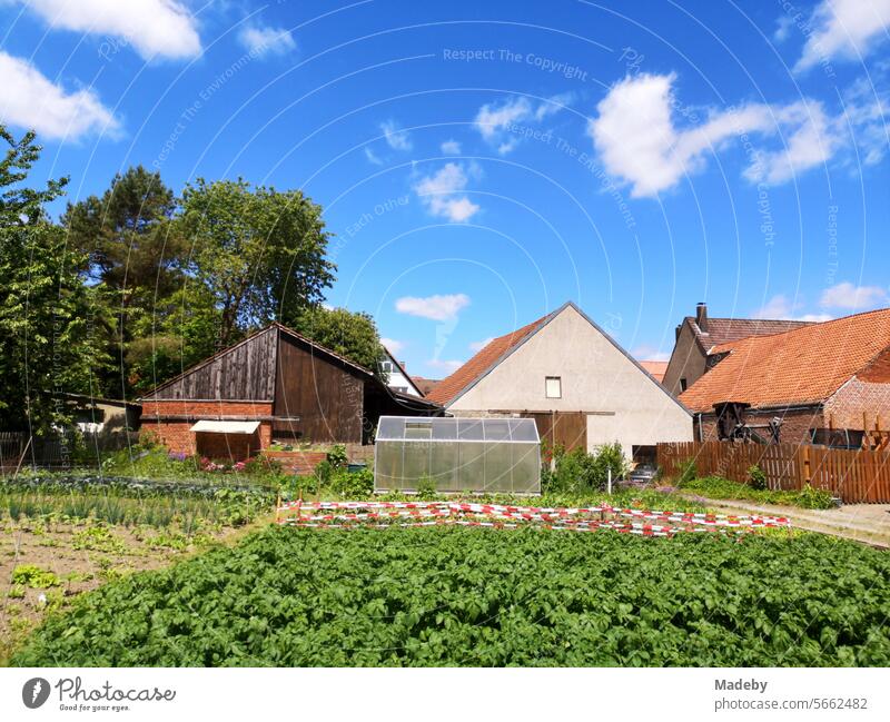 Gemüsegarten mit Gewächshaus vor einem Bauernhof im Sommer bei blauem Himmel und Sonnenschein in Alverdissen bei Barntrup im Kreis Lippe in Ostwestfalen-Lippe