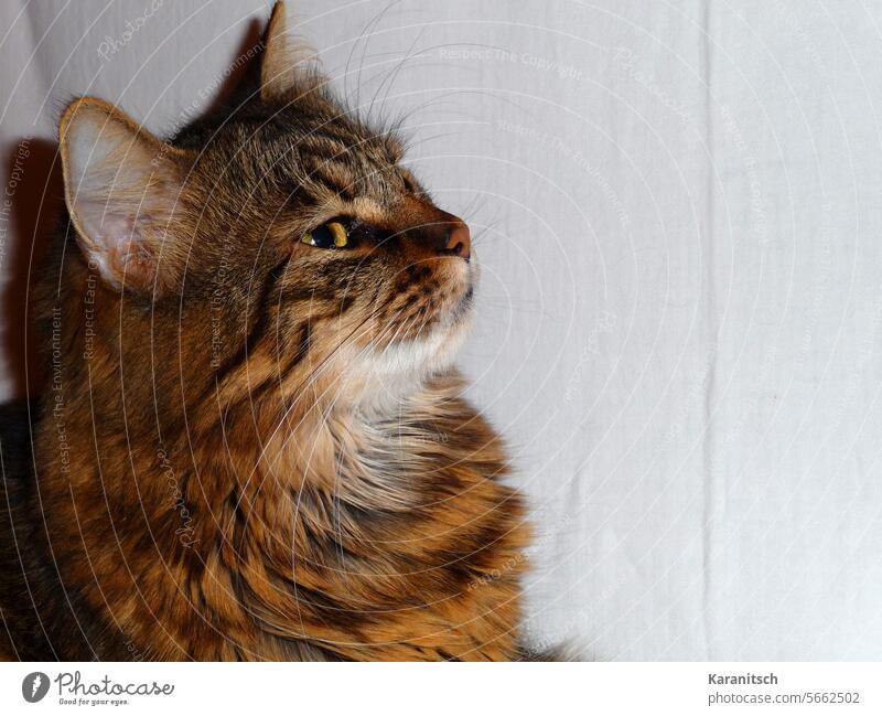 Portrait einer Tigerkatze. Katze Tier Haustier Säugetier Nahaufnahme Gesicht Augen groß gelb Fell braun schwarz gestreift weich kuschelig niedlich wachsam