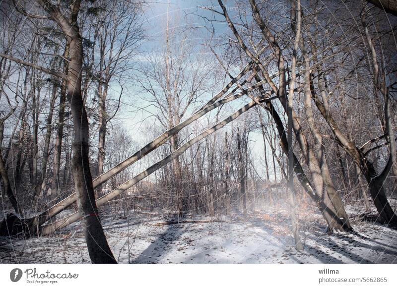 Ohnmachtsanfall bei Wintereinbruch Wald Bäume Schnee Totholz umgestürzt