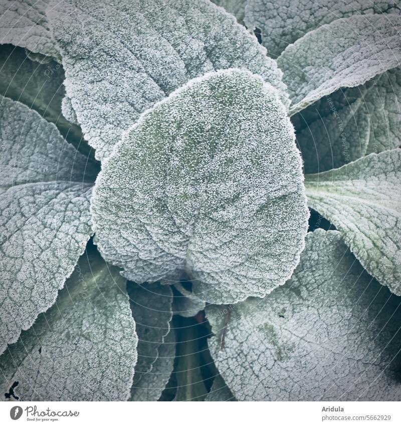 Frostige Blätter der Silberkerze Winter grün Pflanze Raureif Blatt frostig winterlich kalt Natur gefroren