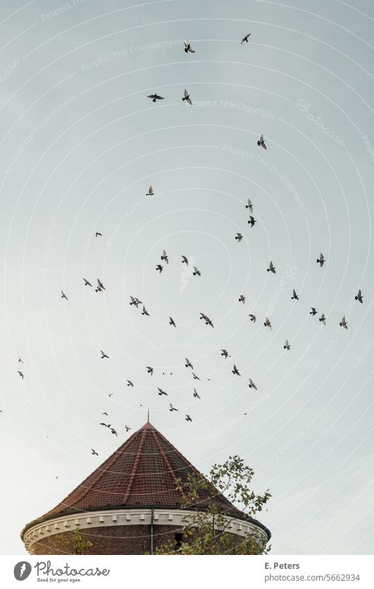 Ein Vogelschwarm steigt über einem runden Turm auf, Weltkriegsbunker Zombeck Turm in Hamburg Barmbek Tauben Dach Schwarm Taubenschwarm Turmdach aufsteigen