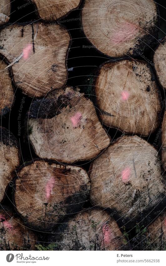 Gestapelte Baumstämme mit rosa Markierungen Baumstamm gestapelt gestapelte Bäume Holz Natur Pitzmoor Deutschland Wald Umwelt Außenaufnahme Forstwirtschaft