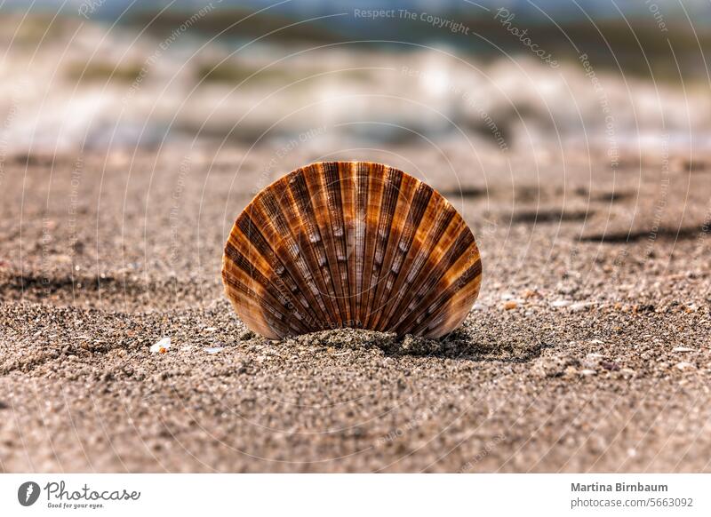 Einzelne Muschel im Sand am Strand, Florida USA reisen tropisch Natur Sommer Feiertag Panzer ruhen weiß winken Meeresufer im Freien blau MEER marin Tourismus