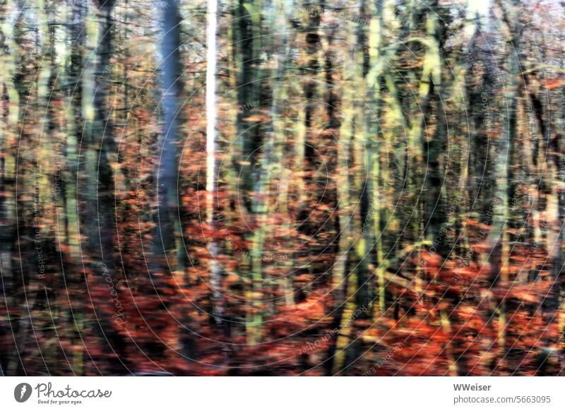 Ein Wald im Vorübereilen, verschwommen, Licht und Herbstfarben Bäume Baumstämme Herbstlaub LaubHerbst Sonne vorüber vorbei schnell undeutlich farbig bunt Linien