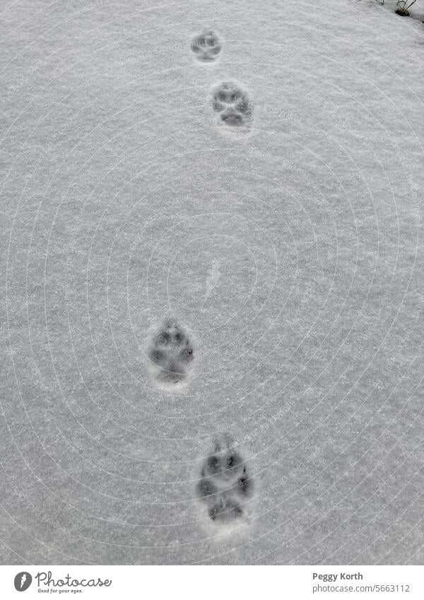 Hundespuren im Schnee (Abby) Hund im Freien Hundespaziergang spuren im schnee du bist nicht allein Haustier Tier laufen Trauer laufender Hund Pfoten