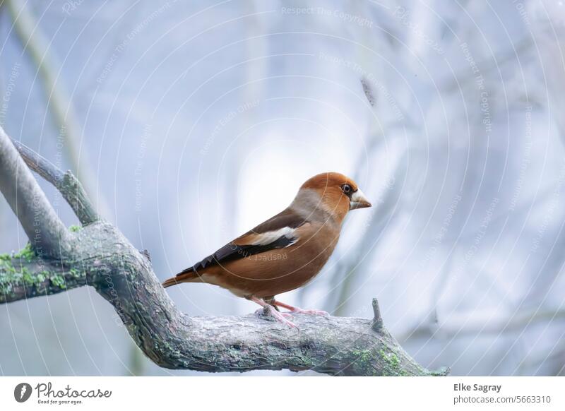 Winter -Vogelporträt - Kernbeißer auf gefrorenem Ast Vogelbeobachtung Außenaufnahme Menschenleer Tier Farbfoto Wildtier Tierporträt Schwache Tiefenschärfe