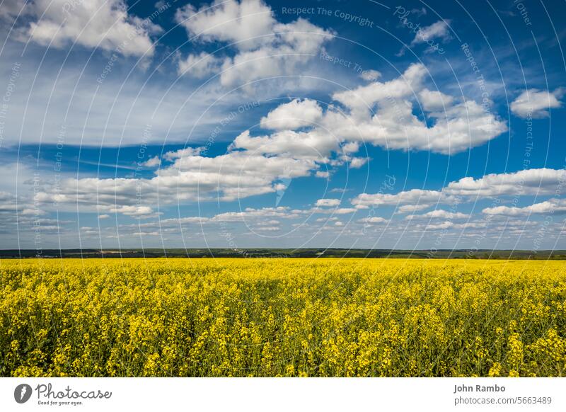 Blühendes Rapsfeld und blauer Himmel mit weißen Wolken Blume Natur gelb Ackerbau Blüte Sommer ländlich Feld Ölsaat Pflanze Erdöl Umwelt Bauernhof Landschaft