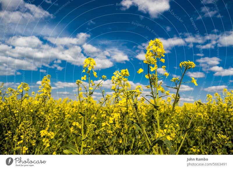 Blühendes Rapsfeld und blauer Himmel mit weißen Wolken Blume Natur gelb Ackerbau Blüte Sommer ländlich Feld Ölsaat Pflanze Erdöl Umwelt Bauernhof Landschaft