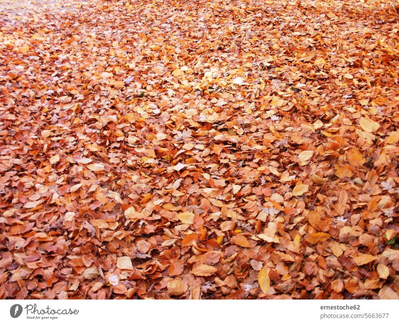 Herbst im Berliner Tiergarten mit viel Laub herbst Herbstfarben herbstlich Herbstlaub herbstlandschaft Herbstblatt Herbststimmung Herbstfaerbung herbstfarbe