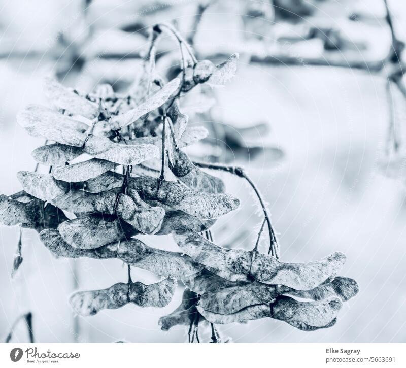 Ahorn Samen - Flügel im frostigem Winterschlaf Natur Außenaufnahme Winterstimmung Pflanze Schwarzweißfoto Frost Schnee Eis Menschenleer Kälte gefroren Umwelt