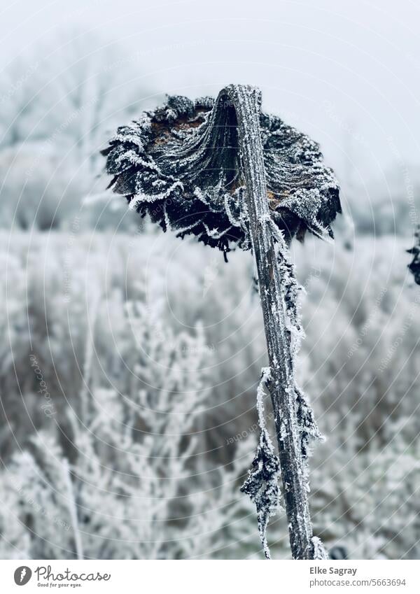 Eingefrorenes , erstarrtes Sonnenblumen Feld im Winter frost Schnee Frost kalt Raureif Eiskristall Außenaufnahme weiß Kälte Winterstimmung frostig Eiskristalle