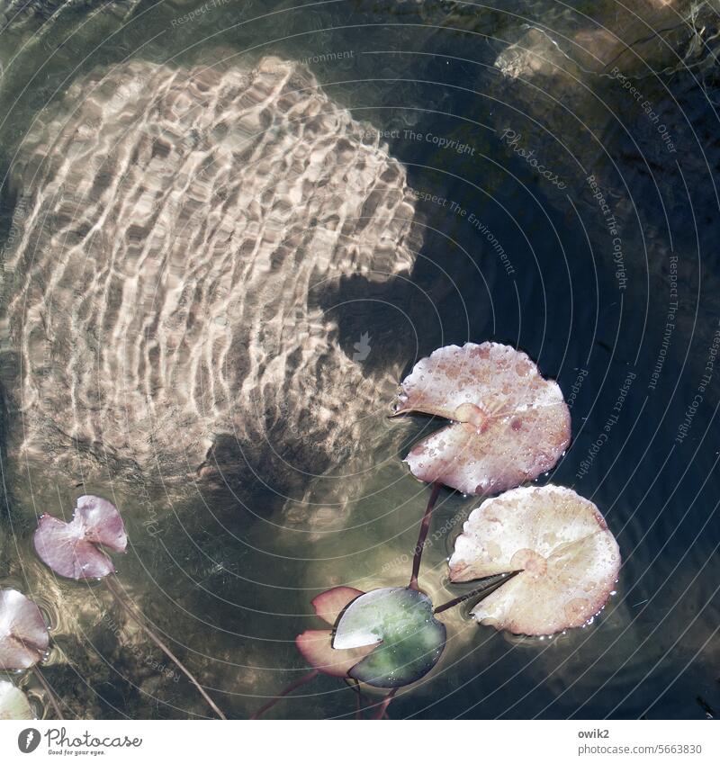 Schnappatmung Seerosenblätter Lotosblätter schwimmen schweben Schönes Wetter Teich Pflanze Idylle Blätter Lotus rund Spalte Wasserpflanze Farbfoto Menschenleer