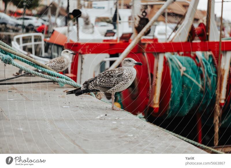 Hafenbewohner Fischerei schnüre körbe seile fischernetz boje angelzubehör angeln fischen feuchtes wetter ruhepol sanft stille einsamkeit Ausgeglichenheit