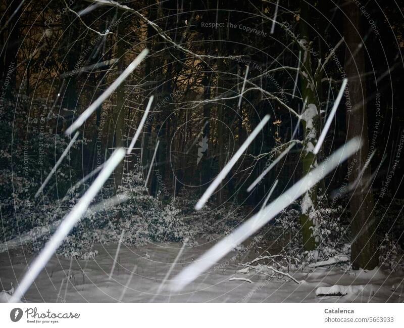 Es schneit Nachts im Wald Schneelandschaft Frost Umwelt Jahreszeiten Winterstimmung Schneegestöber Schneedecke dunkel still Kälte Schneefall Nadelbäume Fichten