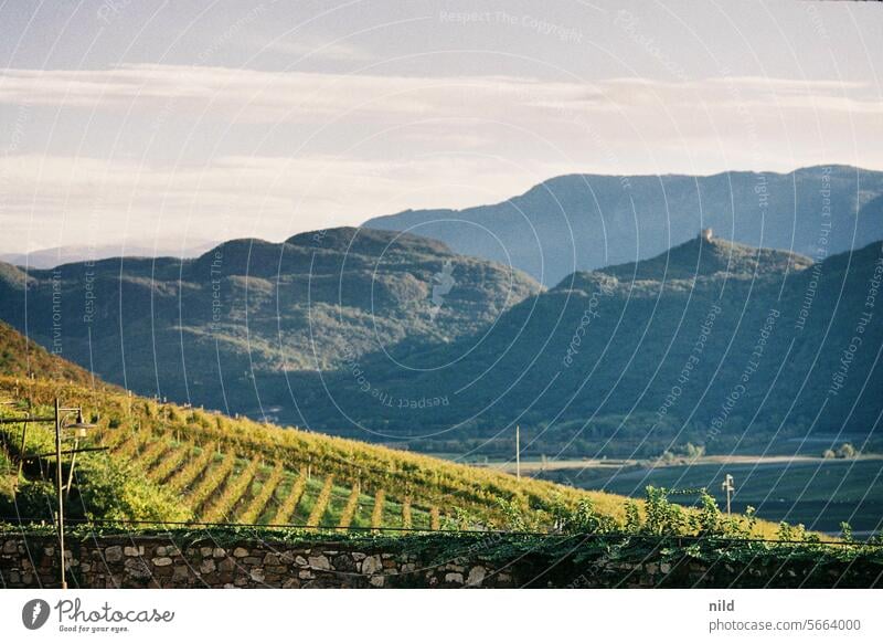 Blick über die Weinberge von Tramin, Südtirol Außenaufnahme Farbfoto ruhig Menschenleer Idylle Landschaft Erholung Analogfoto Kodak Herbst friedlich Ruhe