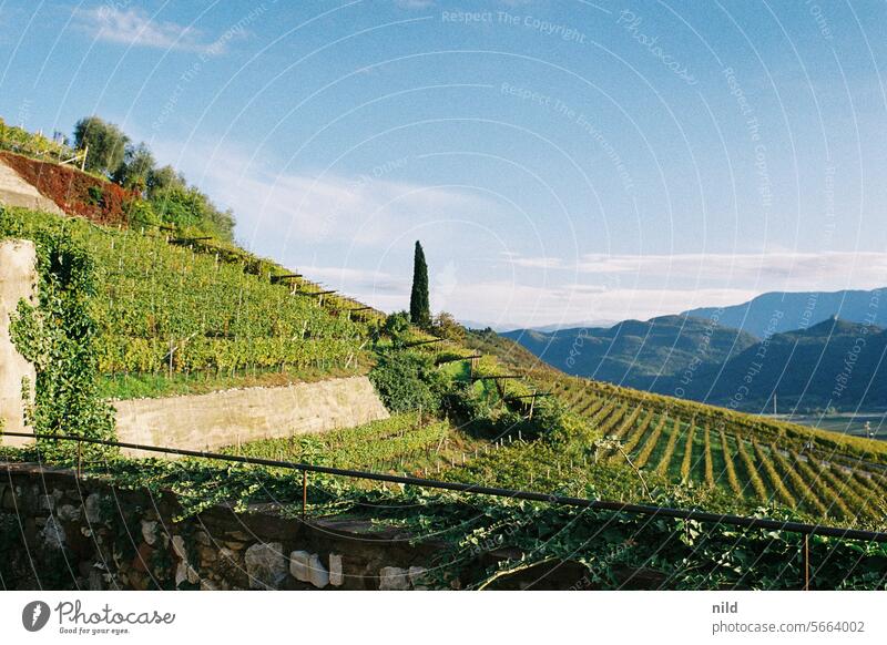 Blick über die Weinberge von Tramin, Südtirol Außenaufnahme Farbfoto ruhig Menschenleer Idylle Landschaft Erholung Analogfoto Kodak Herbst friedlich Ruhe
