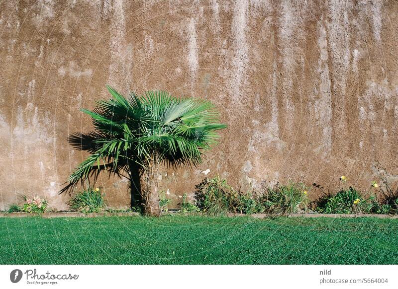 mediterraner Flair Palme Terracotta Wiese Rasen grün Außenaufnahme Natur Garten Pflanze Park Wand Neutraler Hintergrund Sommer Farbfoto Südtirol Sonnenlicht