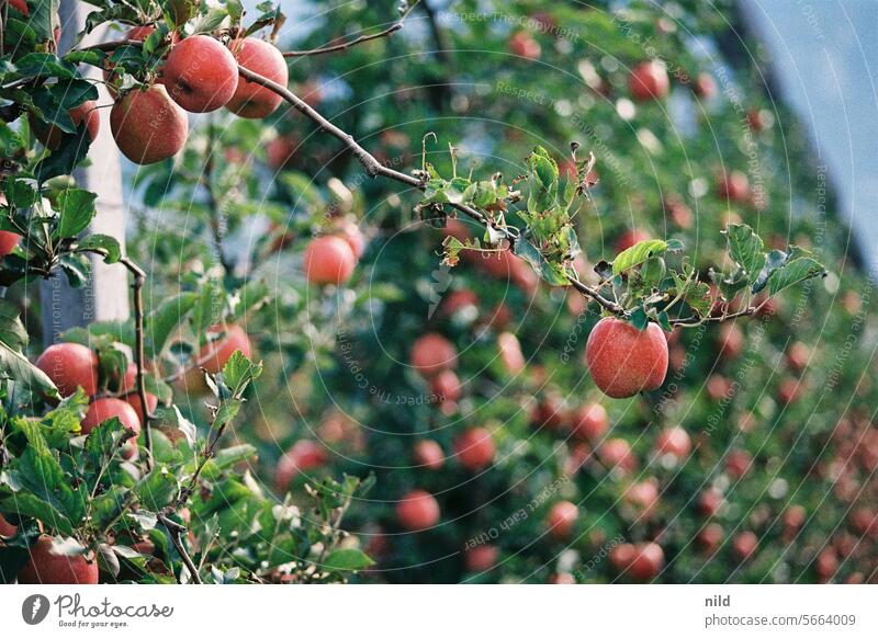 In den Apfelwiesen von Tramin, Südtirol Außenaufnahme Farbfoto ruhig Menschenleer Landschaft Erholung Analogfoto Kodak Herbst Ruhe Urlaub Hügel