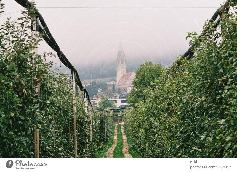 In den Apfelwiesen von Tramin, Südtirol Außenaufnahme Farbfoto ruhig Menschenleer Landschaft Erholung Analogfoto Kodak Herbst Ruhe Urlaub Hügel