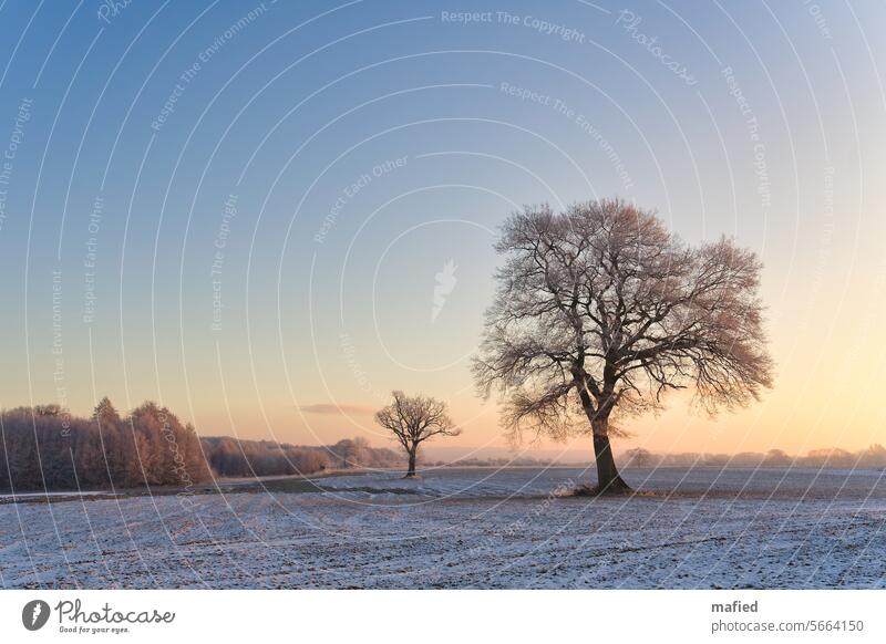Raureif bedeckte Bäume auf einem winterlichen Feld kurz nach Sonnenaufgang Winter Frost Morgenstimmung Dunst kalt Sonnenlicht Natur Landschaft Menschenleer