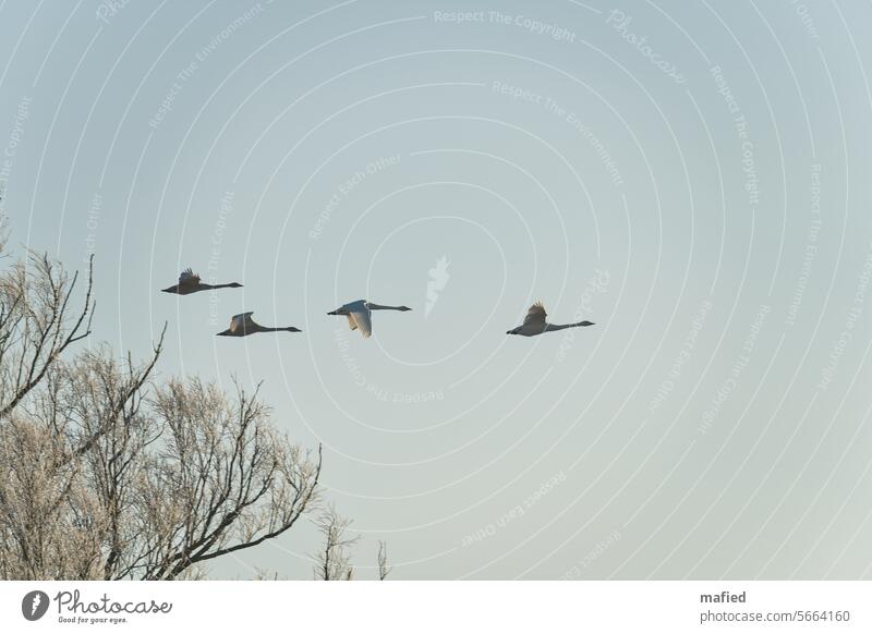 Singschwäne fliegen über dem Naturschutzgebiet Kührener Teich Vögel Flug Himmel grau Außenaufnahme Wildvogel Gefieder Spannweite Vogelflug schwarz weiß