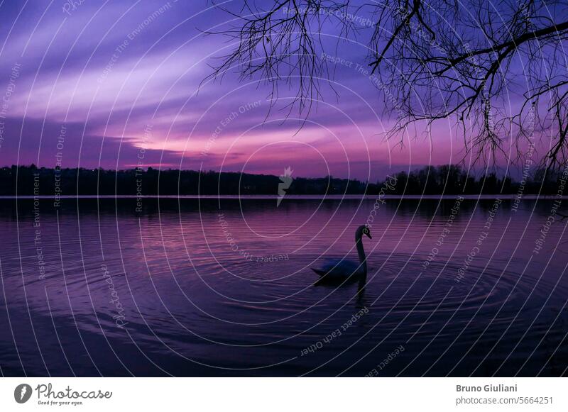 Ein Schwan in der Mitte eines Sees bei Sonnenuntergang. Silhouette eines Wasservogels auf dem Wasser mit einem bunten bewölkten Himmel. Sonnenaufgang Fluss