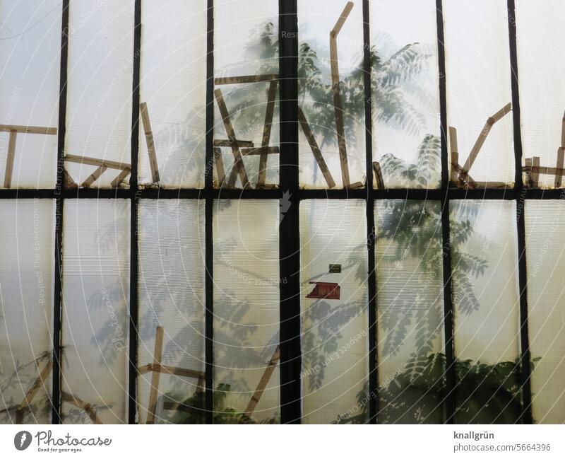 Gewächshaus Pflanze Glas diffus opak Glasscheibe Licht grün Fensterscheibe Scheibe geheimnisvoll Farbfoto Natur Menschenleer Reflexion & Spiegelung