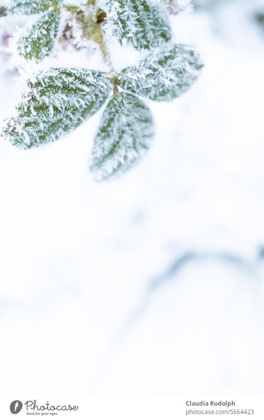 Winterliche Nahaufnahme grüner Blätter mit Eiskristallen vor weiß verschneitem Hintergrund winterlich Winterstimmung Wintertag Schnee Kälte Wetter Frost
