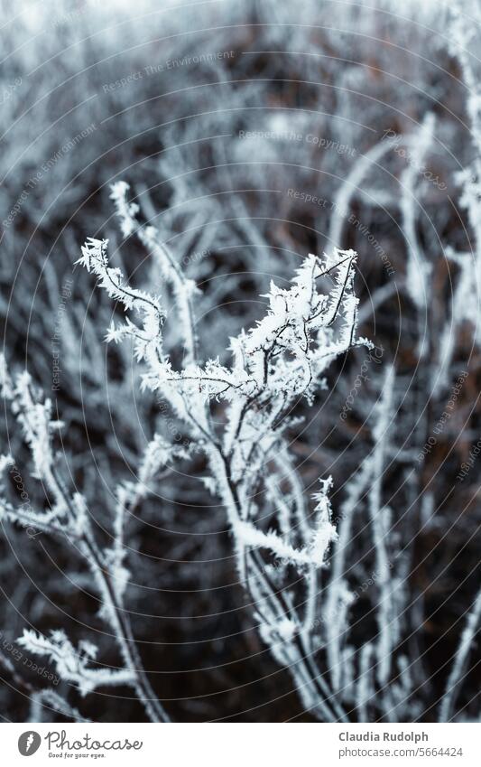 Winterliche Nahaufnahme eines trockenen Wildkrauts mit Eiskristallen vor verschwommenem graubraunen Hintergrund Wildpflanze Wildkräuter Winterstimmung Wintertag