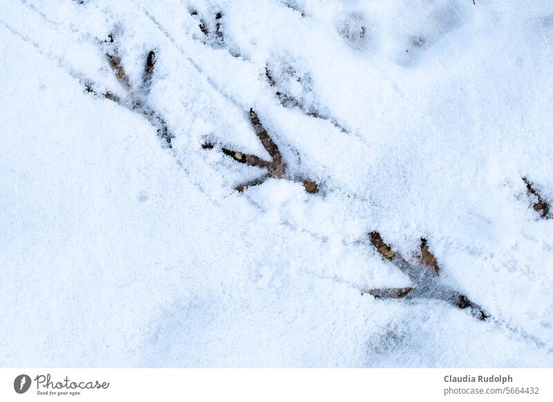 Nahaufnahme von Vogelfußabdrücken im Schnee Winter Spuren im Schnee Schneefall winterlich Vögel im Winter Fußspuren vogelfütterung Wintertag Tierspuren kalt