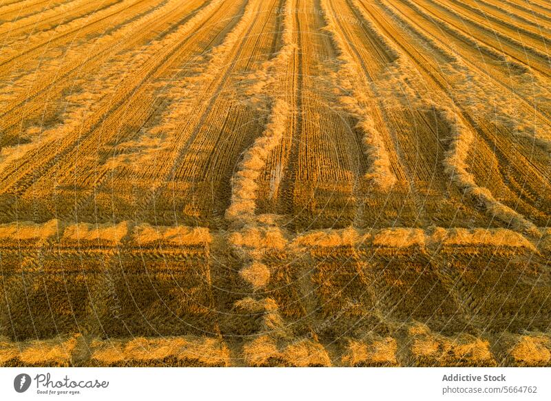 Aus der Vogelperspektive dominieren goldene Farbtöne und schattige Linien diese Luftaufnahme von ausgedehnten Ackerflächen in der Abenddämmerung, die die sich wiederholenden Muster der abgeernteten Reihen hervorheben
