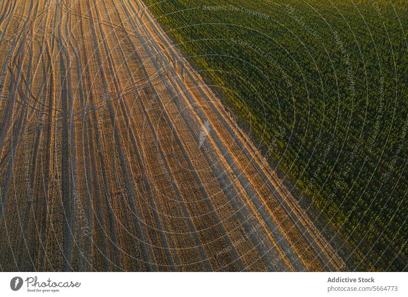 Luftaufnahme des Sonnenuntergangs, der lange Schatten über ein geometrisch gemustertes Getreidefeld wirft und die Textur und Tiefe der Agrarlandschaft hervorhebt