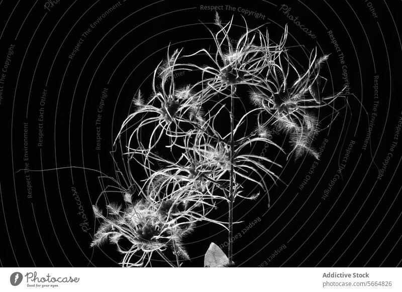 Abstraktes monochromes Bild von zarten Pflanzensilhouetten abstrakt Monochrom schwarz weiß Silhouette filigran kompliziert Detailaufnahme Schönheit Natur Design