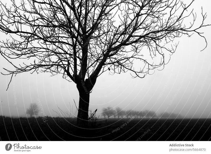Ein starkes Schwarz-Weiß-Bild eines kahlen Baumes im Vordergrund mit einer Reihe von Bäumen, die in den nebligen Hintergrund übergehen und eine eindringliche, atmosphärische Szene schaffen